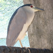 Zoo Zen