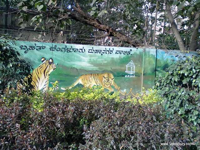 my doorstep - tigers