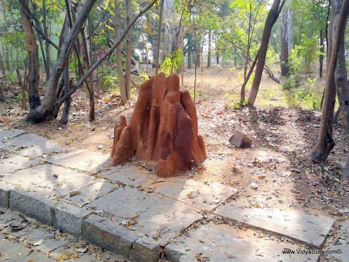 lakshmi vidya sury