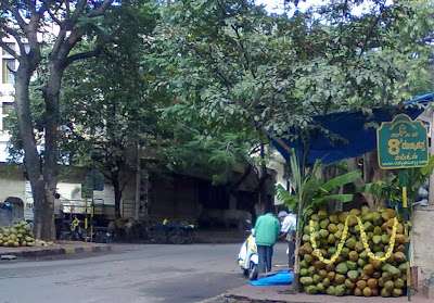 choosing joy coconuts