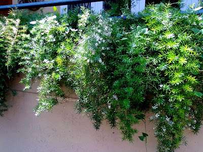Life- plants