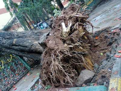 Life- uprooted tree