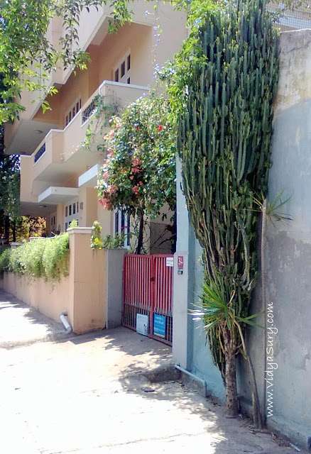 Life - cactus