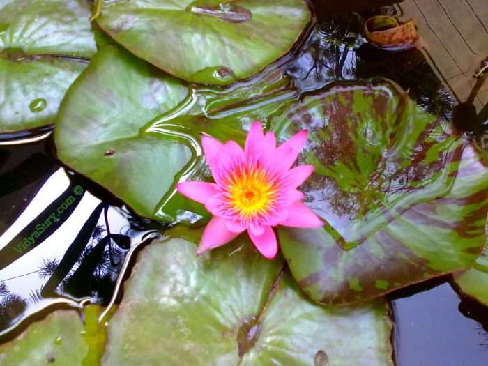 Happiness is everywhere flower