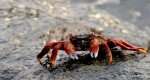 Crab feeding my soul