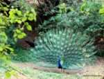 ten things about me Ravi Peacock feeding my soul