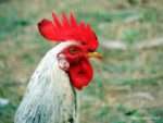 Rooster Feeding my soul