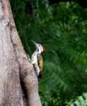 Woodpecker at work feeding my soul