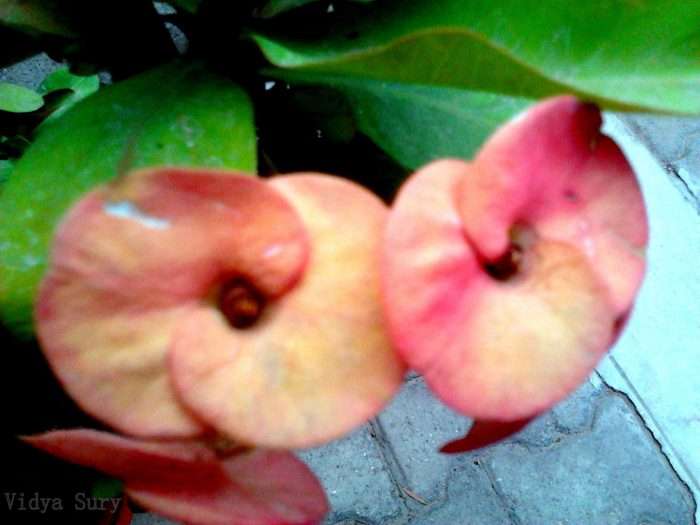 Love endures vidya sury 3
