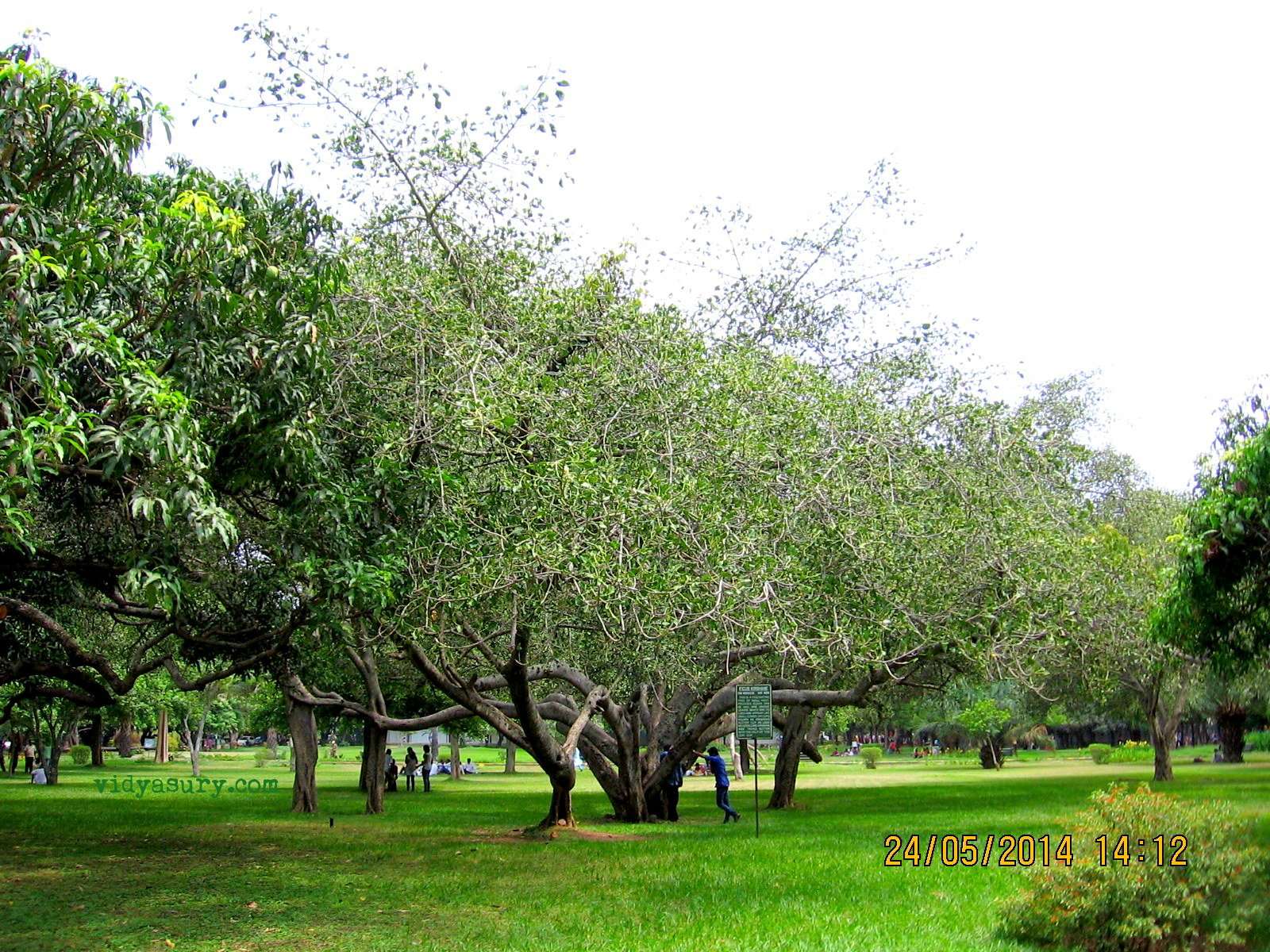 Labak Tree Making Time to Smell the Flowers at Lalbagh Botanical Gardens | Vidya ...