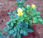 world Gratitude day vidya sury