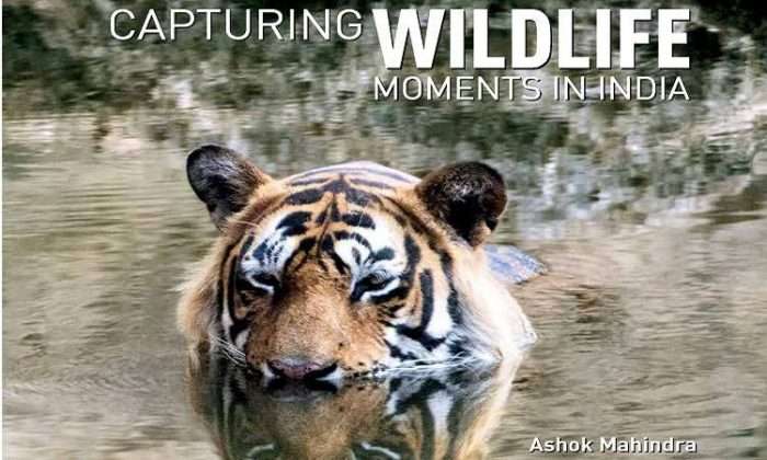 Capturing wildlife moments in india book review
