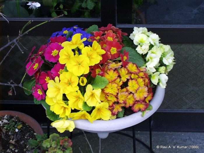 vidya sury mothers day