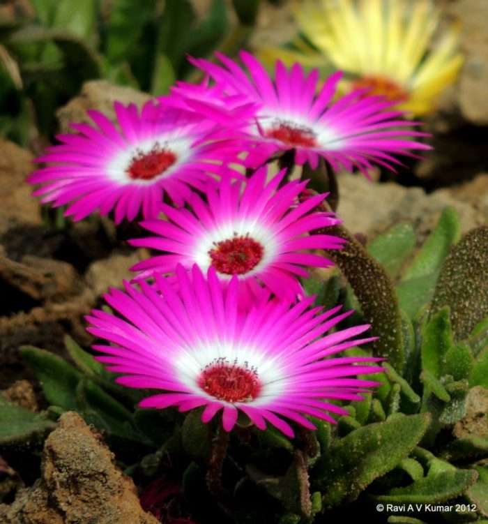 vidya sury mothers day