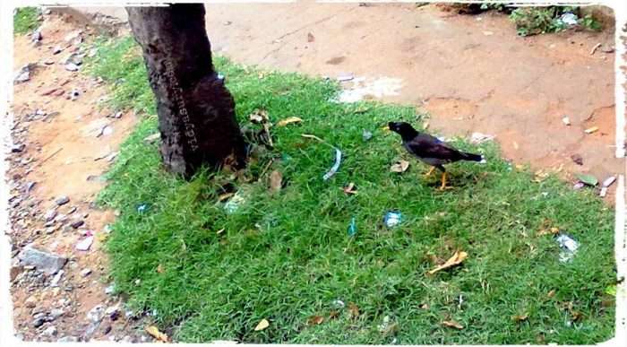 Gratitude Vidya Sury