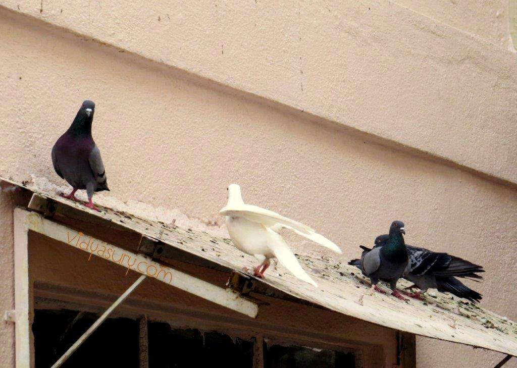 Vidya Sury Bird Watching