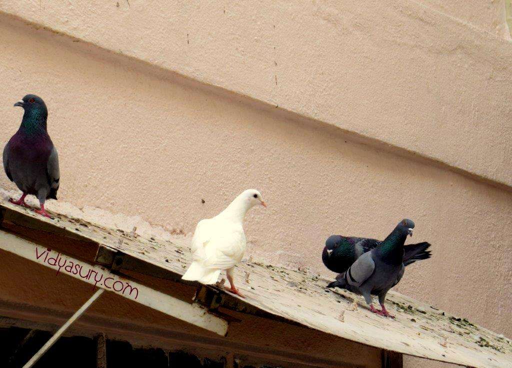 Vidya Sury Bird Watching
