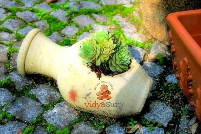 Xeriscaping, Mindful gardening Vidya Sury