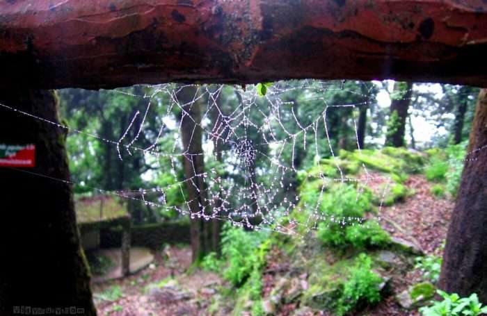 Rain drops keep falling on my head. Vidya Sury