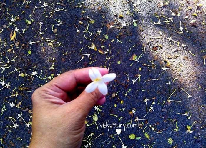 Enjoy the goodness of life Vidya Sury