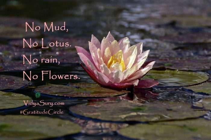 No mud, No lotus. No rain, No flowers. #GratitudeCircle #mindfulness