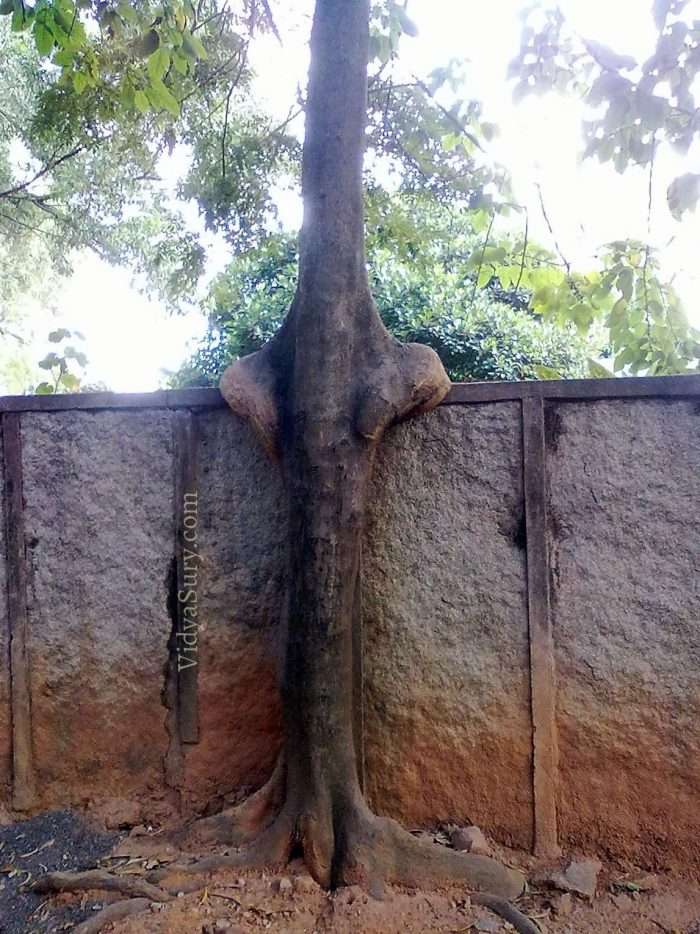 Thursday Tree Love #bloghop #trees #mindfulness