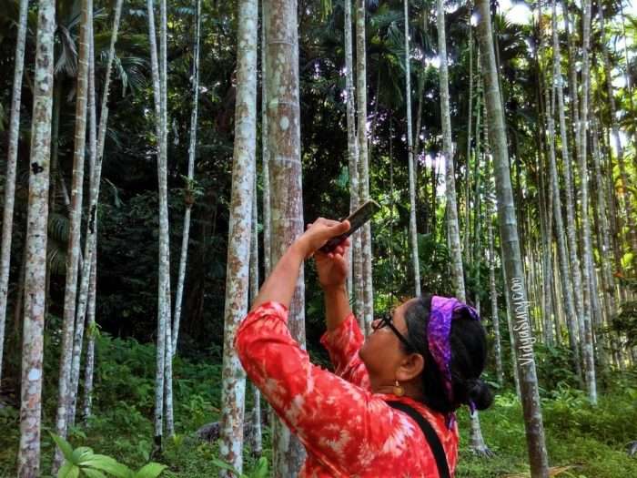 Walking Tall in the Betelnut plantation