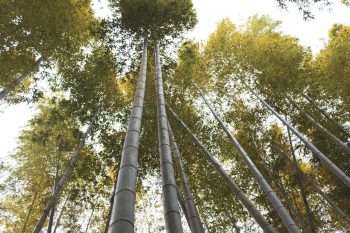 inspiring story of the chinese bamboo tree