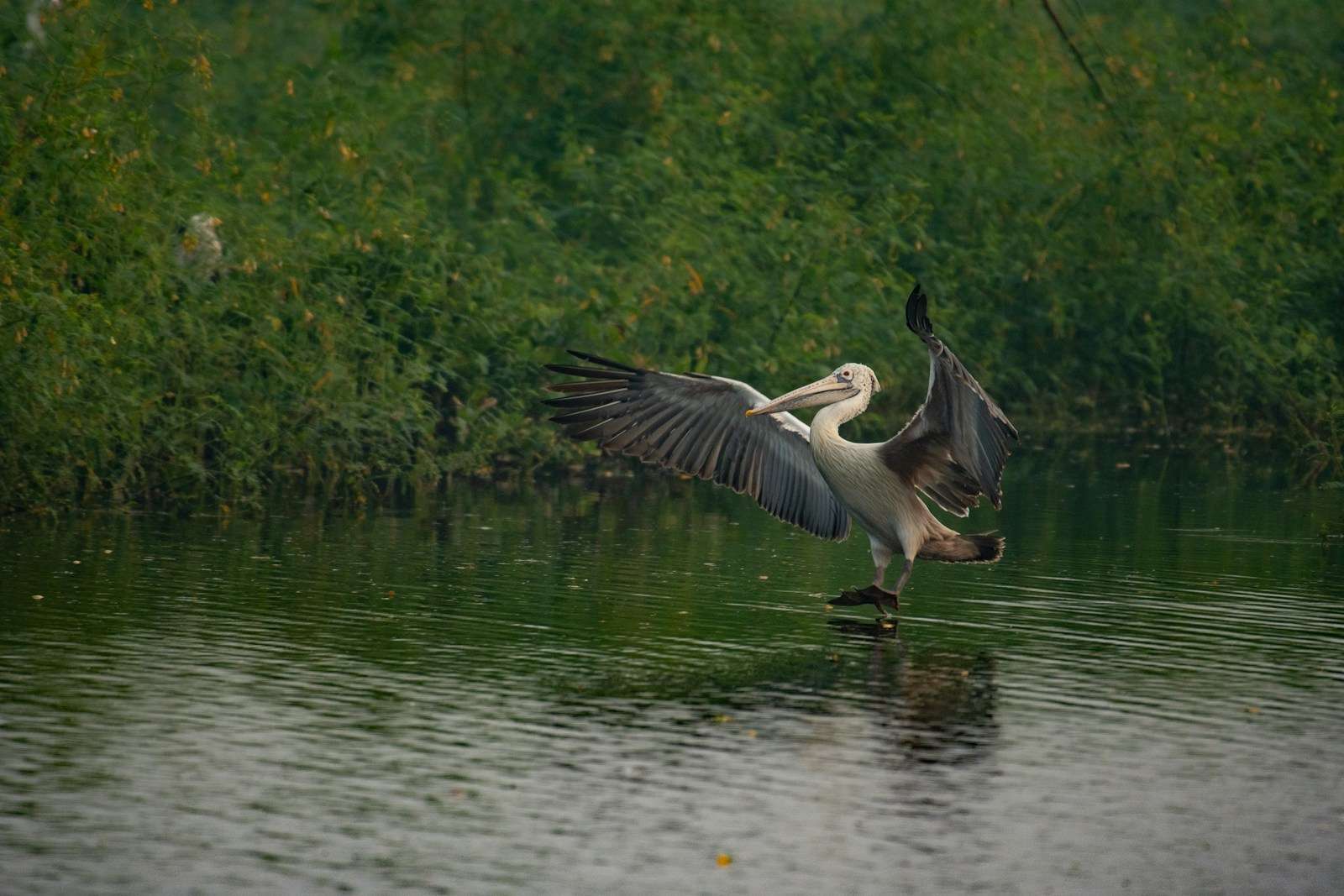 a pelican flaps its wings while standing in the water