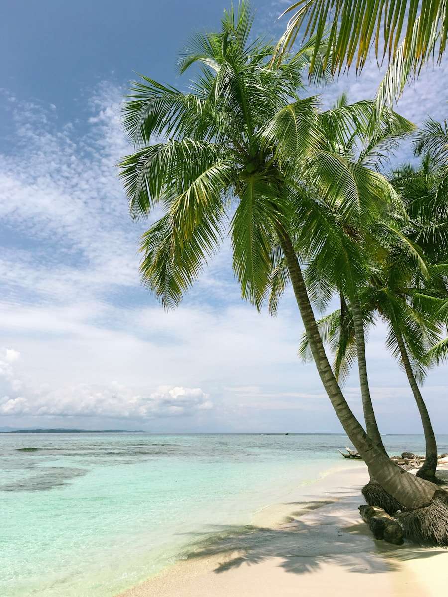 Spa Caribbean Islands palm tree near seashore