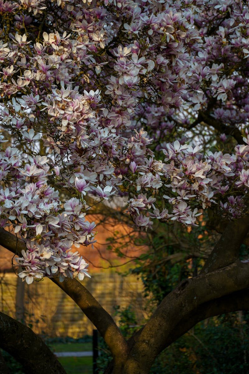 How to Create a Low-Maintenance Garden That Still Looks Professionally Managed Magnolia tree in full bloom with pink and white petals, illuminated by warm spring sunlight in a serene park setting.