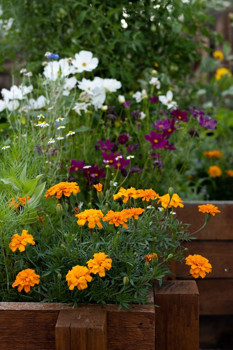 How to Create a Low-Maintenance Garden That Still Looks Professionally Managed a garden of flowers