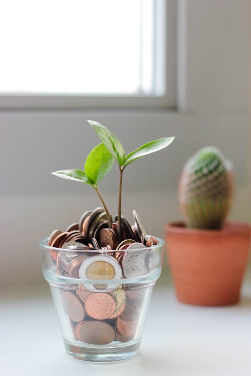 How a Money Back Plan Works Within Different Investment Plans green plant in clear glass cup