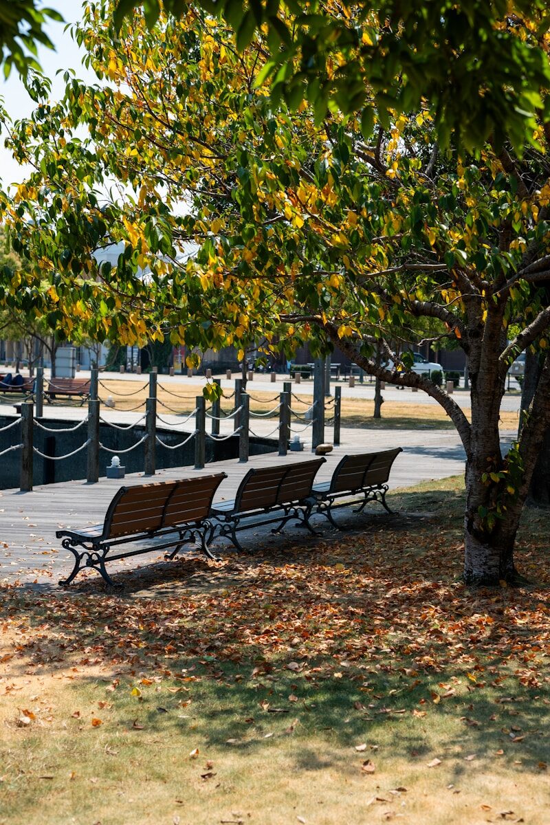 How Tree Care Enhances Community Well-Being in Chesapeake, VA A row of park benches sitting next to a tree