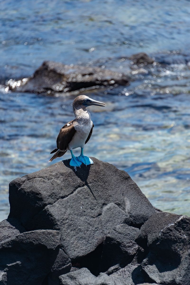 Galapagos Basics: Islands, Boats and Landings Explained A solitary blue-footed booby stands on a rock by the sea, capturing wildlife in nature.