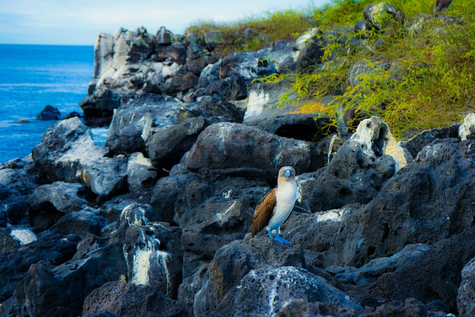 Galapagos Basics: Islands, Boats and Landings Explained a bird on a rocky beach