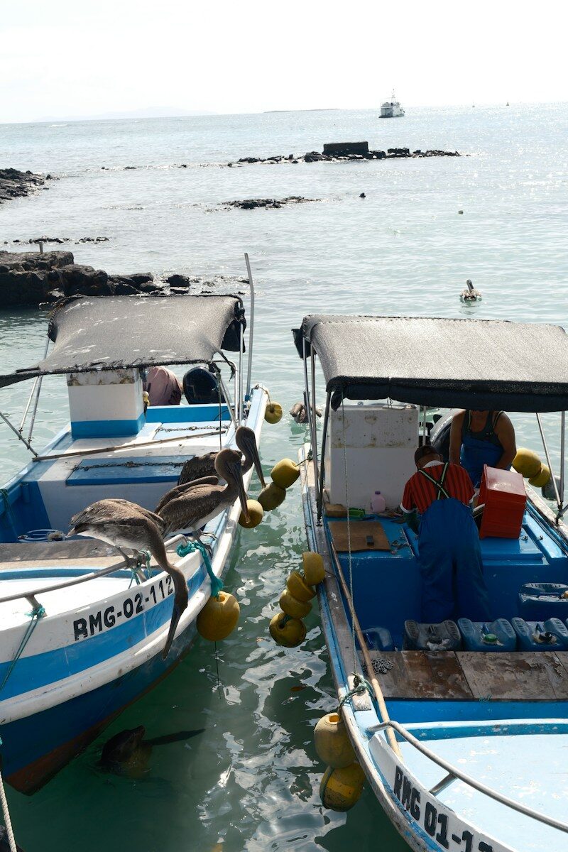 Galapagos Basics: Islands, Boats and Landings Explained Two boats with pelicans resting on them
