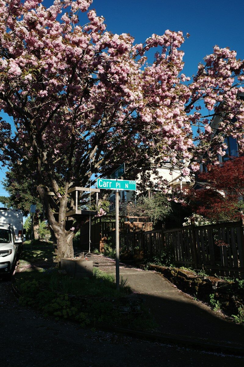The Seattle Homebuyer’s Neighborhood Scorecard: How to Compare Streets, Costs, and Daily Life Blooming cherry tree on a sunny street corner